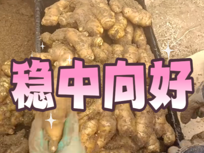 3月19日 安丘黑埠子（稳中向好） ()