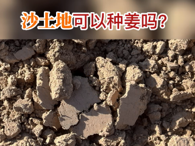 沙土地可以种姜吗？ ()