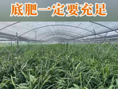 种姜底肥一定要充足 ()