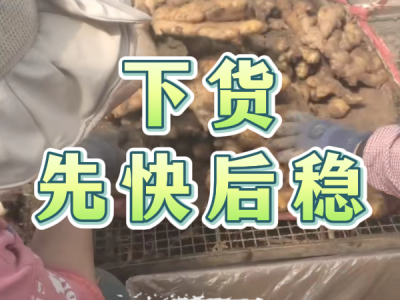 3月20日 安丘黑埠子（下货先快后稳） ()