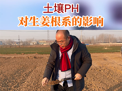 土壤PH值对生姜根系的影响 ()