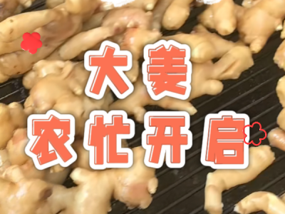 3月20日 生姜价格行情（大姜农忙开启） ()