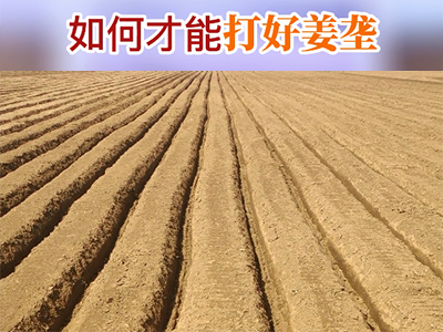 如何才能打好姜垄？ ()