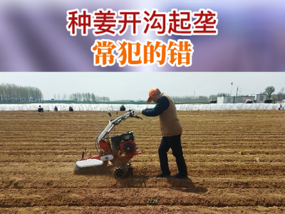 种姜开沟起垄常犯的错 ()
