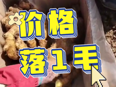 3月21日 安丘黑埠子（价格落1毛） ()