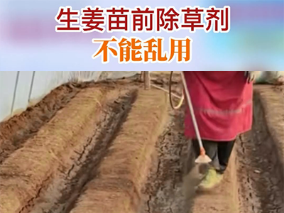 生姜苗前除草剂不能乱用 ()
