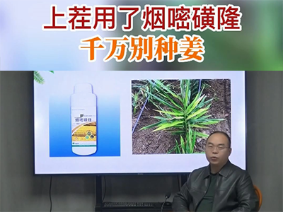 上茬用了烟嘧磺隆千万别种姜 ()