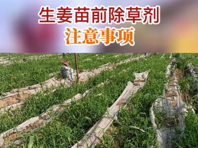 生姜苗前除草剂注意事项 ()