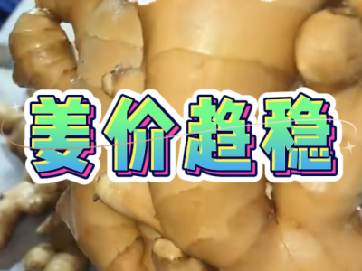 3月22日 生姜价格行情（姜价趋稳） ()