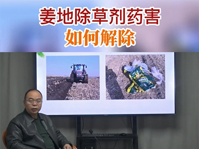 姜地除草剂药害如何解除？ ()