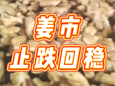 3月24日 生姜价格行情（姜市止跌回稳） ()