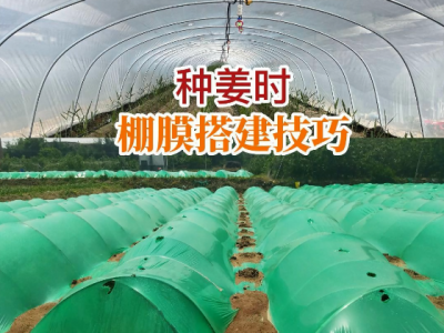 种姜时棚膜搭建技巧 ()