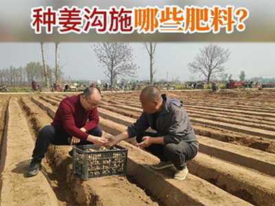 种姜沟施哪些肥料？ ()