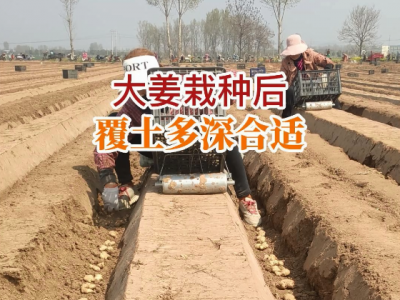 大姜栽种后覆土多深合适？ ()