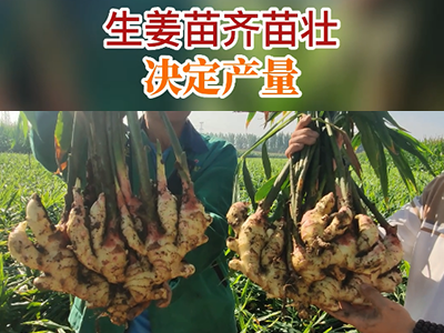 生姜苗齐苗壮决定产量 ()