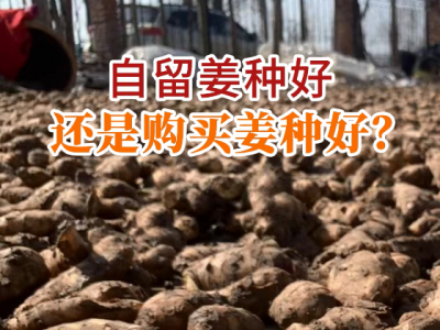 自留姜种好还是购买姜种好？ ()