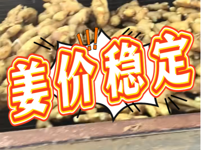 3月25日 生姜价格行情（姜价稳定） ()