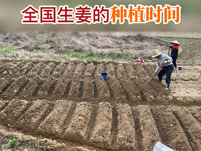 全国生姜的种植时间 ()