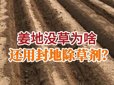 姜地没草为啥还用封地除草剂？ ()