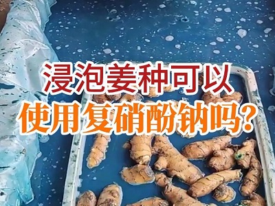 浸泡姜种可以使用复硝酚钠吗？ ()