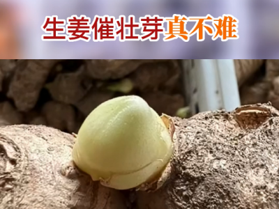 生姜催壮芽真不难 ()