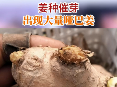 姜种催芽出现大量哑巴姜 ()