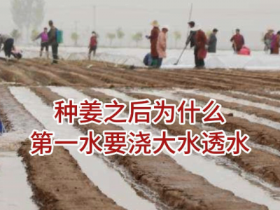 种姜第一水为什么要浇大水？ ()