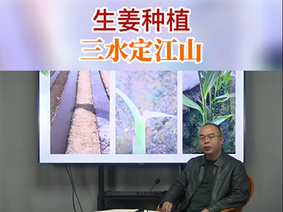 生姜种植三水定江山 ()