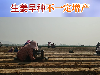 生姜早种不一定增产 ()