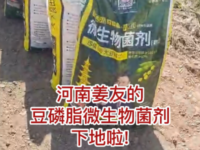 河南姜友的豆磷脂微生物菌剂下地啦！ ()