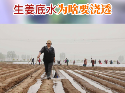 生姜底水为啥要浇透？ ()