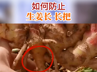如何防止生姜长长把？ ()