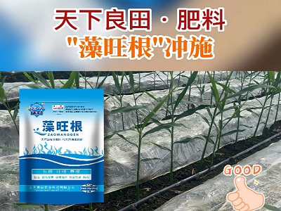 “藻旺根”专为姜苗好生长 ()