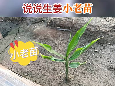 说说生姜小老苗 ()