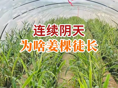 连续阴天为啥姜棵徒长？ ()