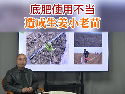 底肥使用不当 造成生姜小老苗 ()
