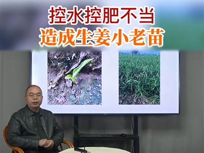 控水控肥不当 造成生姜小老苗 ()