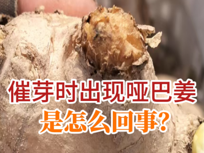 催芽时出现哑巴姜是怎么回事？ ()