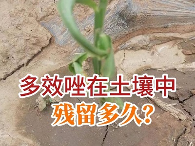 多效唑在土壤残留多久？ ()