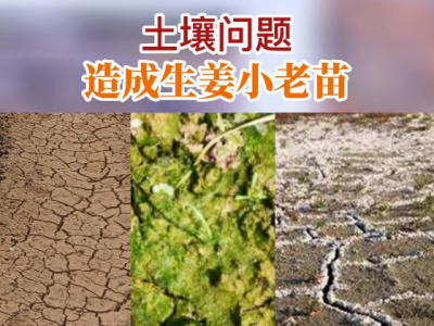 土壤问题 造成生姜小老苗 ()