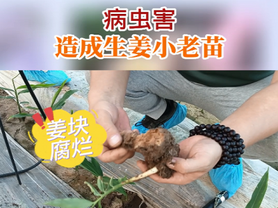 病虫害 造成生姜小老苗 ()