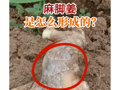 麻脚姜是怎么形成的？ ()