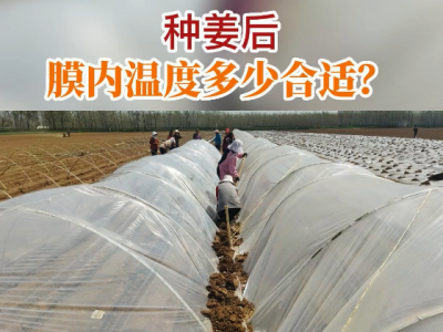 种姜后 膜内温度多少合适？ ()
