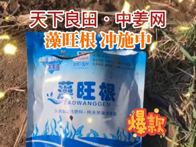 姜种植入土 关键一步别错过 ()