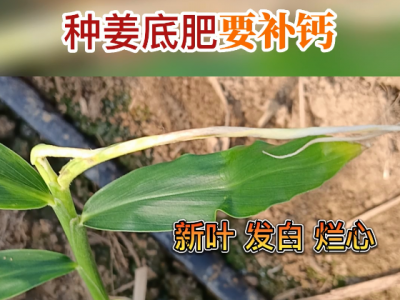 种姜底肥要补钙 ()