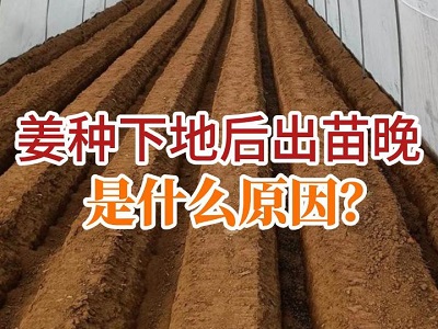 姜种下地后出苗晚是什么原因？ ()