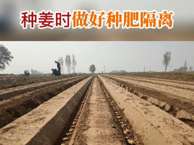 种姜时做好种肥隔离 ()