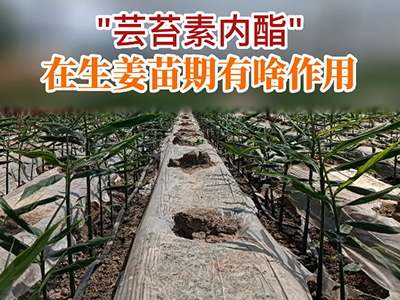 “芸苔素内酯”在生姜苗期有啥作用？ ()