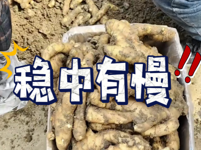 4月5日 安丘黑埠子（稳中有慢） ()