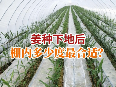 姜种下地后 棚内多少温度最合适？ ()